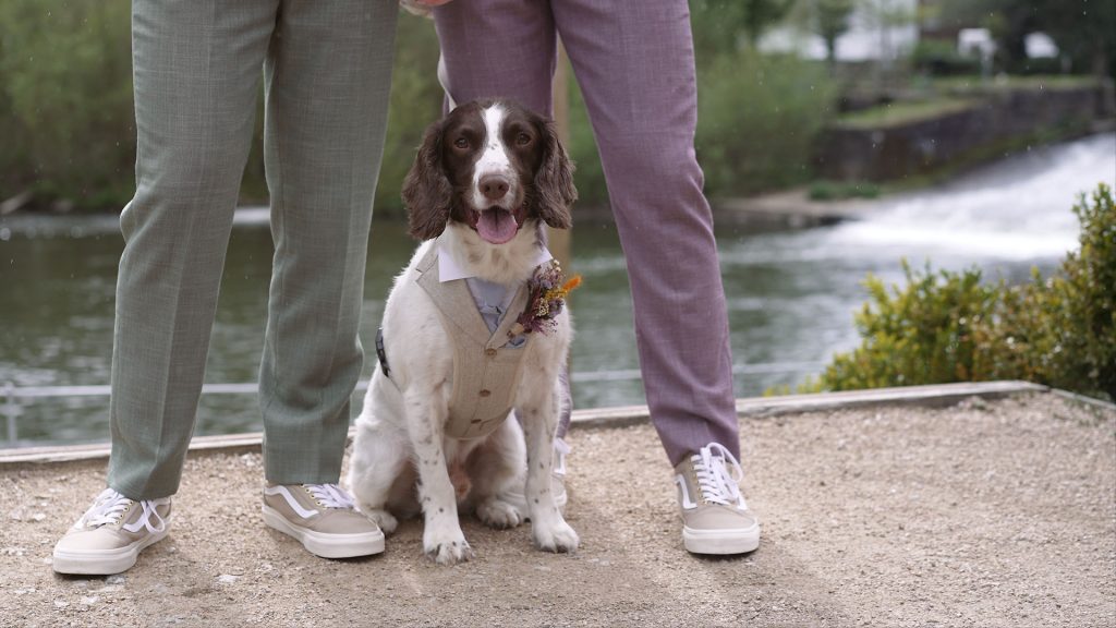 Dressed up spaniel dog on his owners wedding day